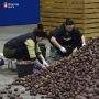 «Картофельная катастрофа»: что будет, если оставить горе-урожай в земле