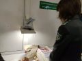 Партию нектаринов, в которых обнаружили гусениц восточной плодожорки, обеззаразят