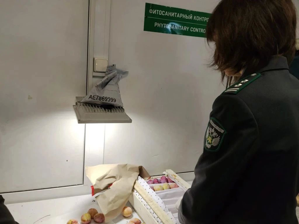 Партию нектаринов, в которых обнаружили гусениц восточной плодожорки, обеззаразят