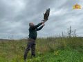 Спасенных краснокнижных хищных птиц выпустили под Сысертью