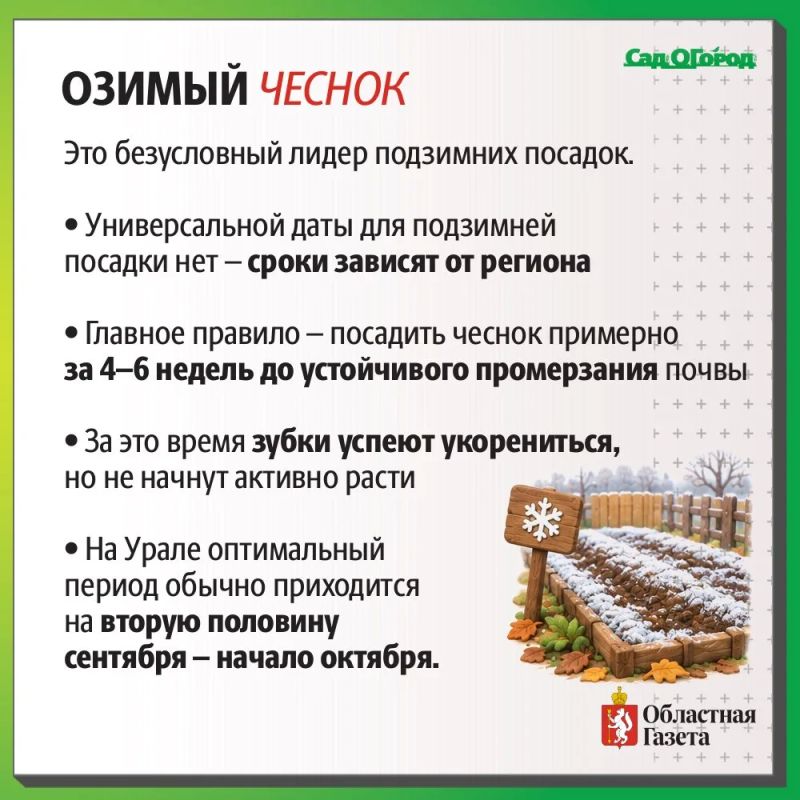 Вторая жизнь огорода: какие культуры уральцы сажают в сентябре Вторая жизнь огорода: какие культуры уральцы сажают в сентябре