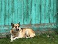В Красноуфимске прокуратура в судебном порядке взыскала компенсацию морального вреда в пользу ребенка, пострадавшего в результате нападения безнадзорной собаки