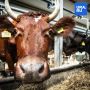 Национализированные уральские агрохолдинги уйдут с молотка