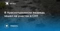В Краснотурьинске вновь заметили медведя