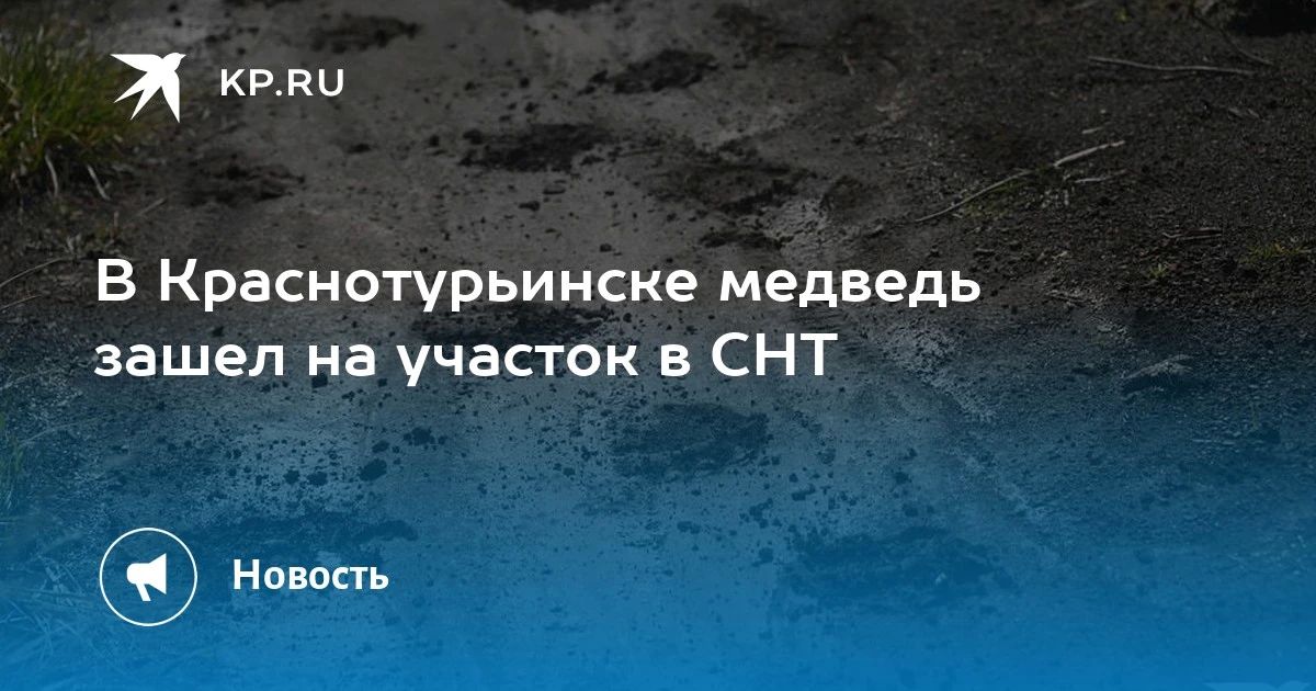 В Краснотурьинске вновь заметили медведя