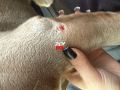 На Блюхера водитель сбил девушку с собакой