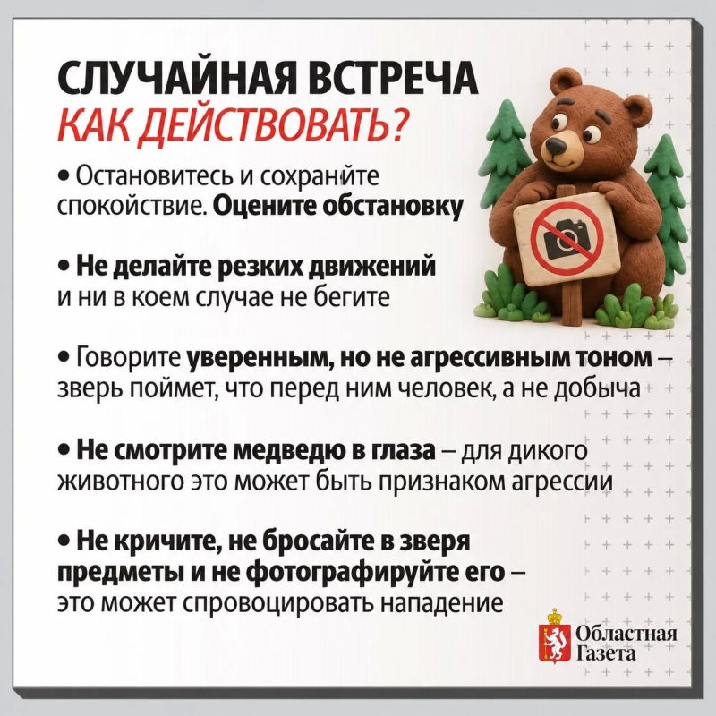 За 20 лет численность медведей выросла вдвое: почему свердловчане все чаще встречают хищников и как от них защититься За 20 лет численность медведей выросла вдвое: почему свердловчане все чаще встречают хищников и как от них защититься