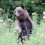 За 20 лет численность медведей выросла вдвое: почему свердловчане все чаще встречают хищников и как от них защититься