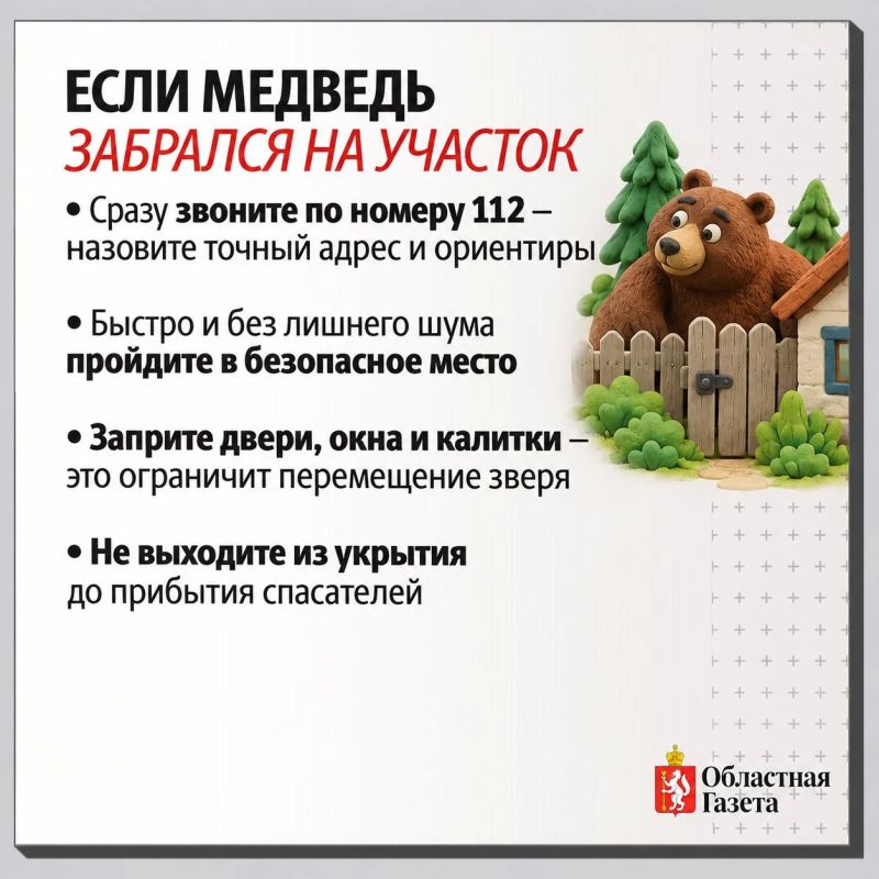 За 20 лет численность медведей выросла вдвое: почему свердловчане все чаще встречают хищников и как от них защититься За 20 лет численность медведей выросла вдвое: почему свердловчане все чаще встречают хищников и как от них защититься