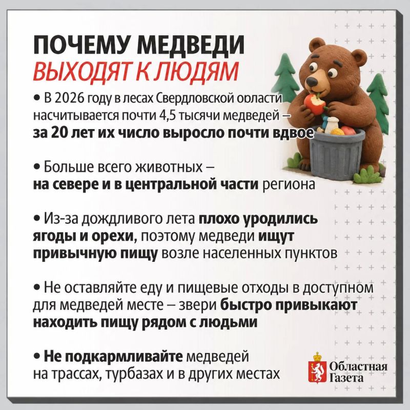 За 20 лет численность медведей выросла вдвое: почему свердловчане все чаще встречают хищников и как от них защититься За 20 лет численность медведей выросла вдвое: почему свердловчане все чаще встречают хищников и как от них защититься