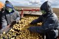 Аграрии Свердловской области убрали с полей свыше 80% зерновых культур