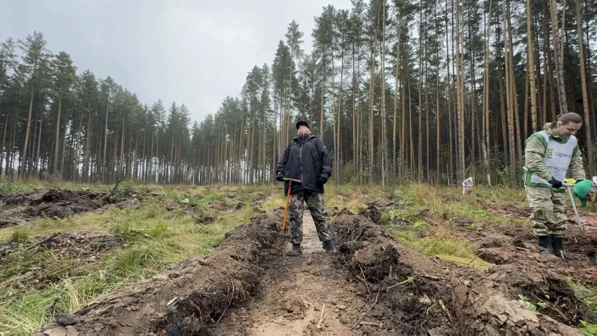 Более 168 тысячи деревьев высадили в Свердловской области в рамках акции «Сохраним лес» Более 168 тысячи деревьев высадили в Свердловской области в рамках акции «Сохраним лес»
