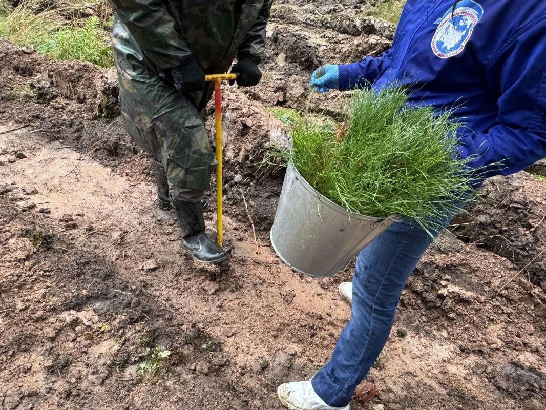 Более 168 тысячи деревьев высадили в Свердловской области в рамках акции «Сохраним лес» Более 168 тысячи деревьев высадили в Свердловской области в рамках акции «Сохраним лес»