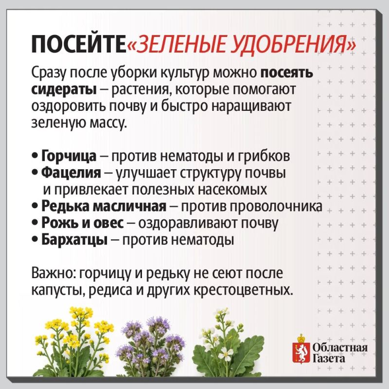 Как обеззаразить уральские грядки в октябре Как обеззаразить уральские грядки в октябре