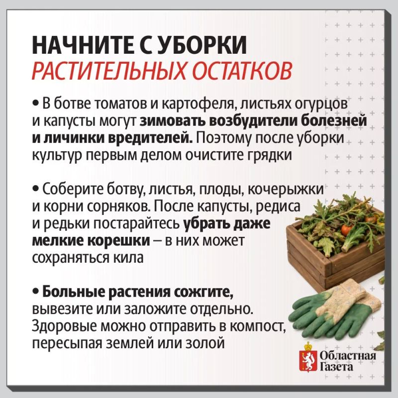 Как обеззаразить уральские грядки в октябре Как обеззаразить уральские грядки в октябре