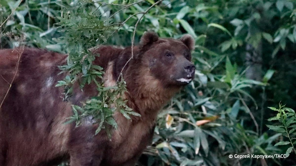 Часть медведей на Урале может не впасть в спячку из-за голода, рассказал ТАСС доктор биологических наук Николай Корытин