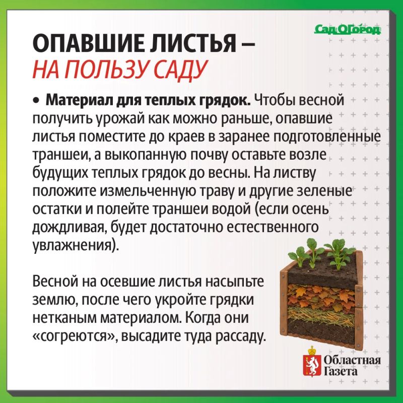 Как опавшие листья могут помочь вашему саду? Как опавшие листья могут помочь вашему саду?