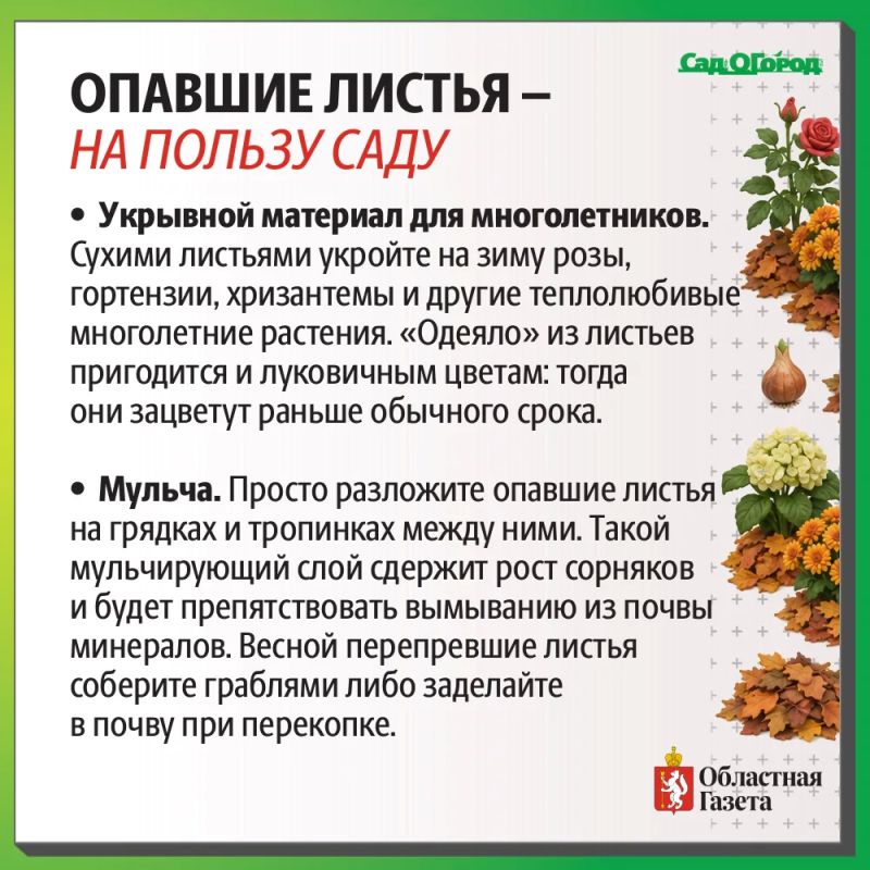 Как опавшие листья могут помочь вашему саду? Как опавшие листья могут помочь вашему саду?