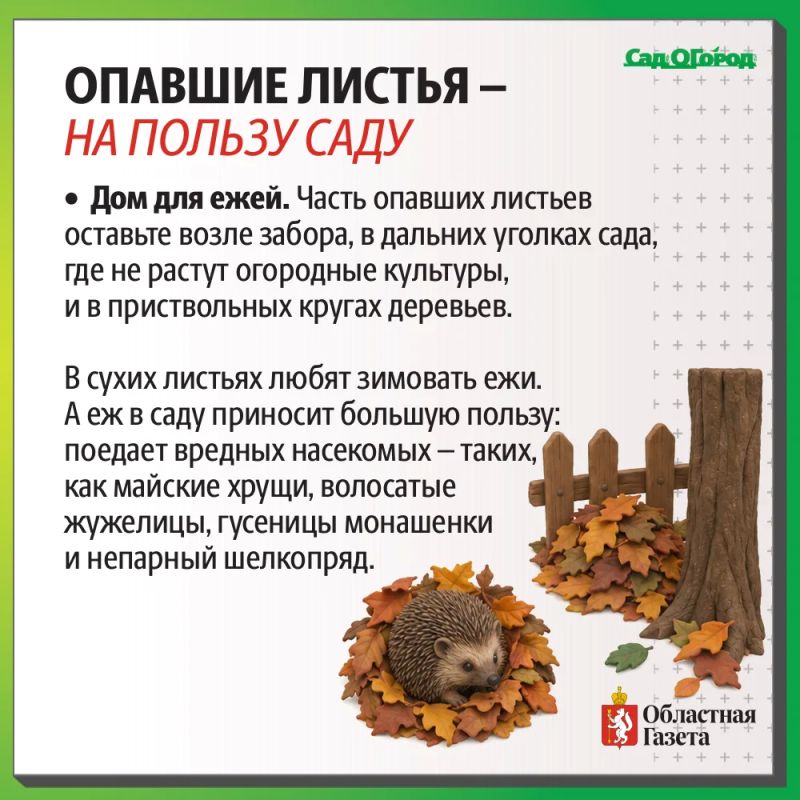 Как опавшие листья могут помочь вашему саду? Как опавшие листья могут помочь вашему саду?