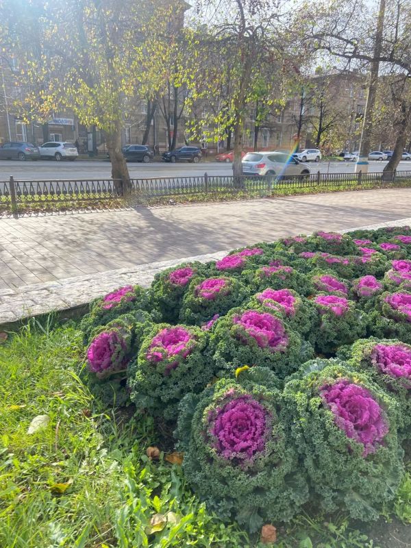 А вы видели оригинальное украшение сквера по улице Ленина, 46? Это декоративная капуста! А вы видели оригинальное украшение сквера по улице Ленина, 46? Это декоративная капуста!