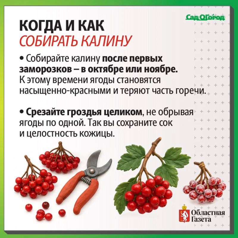 Как заготовить калину на зиму? Как заготовить калину на зиму?