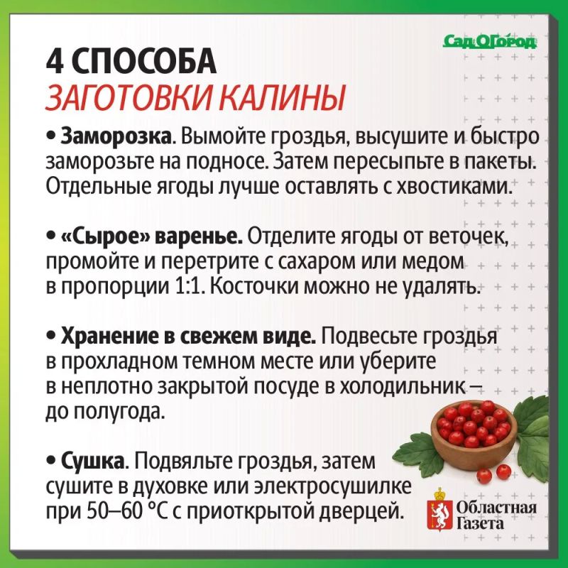 Как заготовить калину на зиму? Как заготовить калину на зиму?