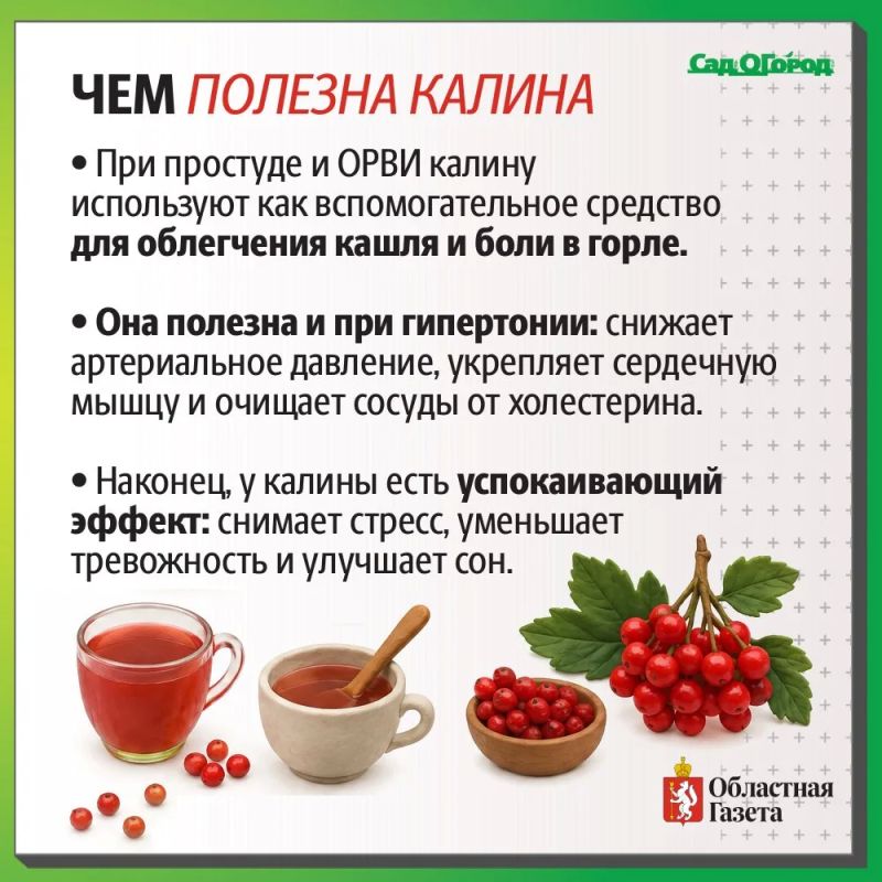 Как заготовить калину на зиму? Как заготовить калину на зиму?