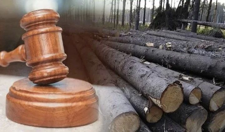 В Тавде прокуратура через суд обязала деревообрабатывающее предприятие устранить нарушения природоохранного законодательства