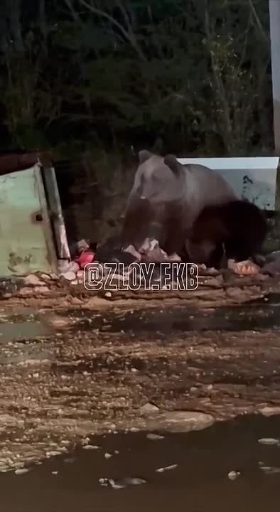 Медведица с медвежонком снова пришла к кафе «Транзит» в Ивделе