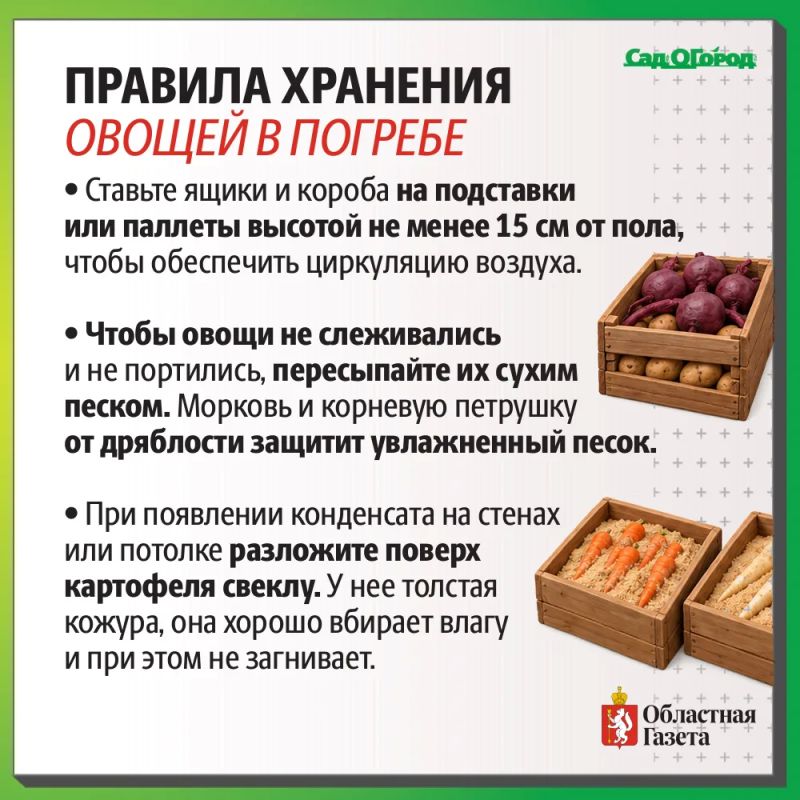 Затопило погреба и овощные ямы? Рассказываем как спасти урожай! Затопило погреба и овощные ямы? Рассказываем как спасти урожай!