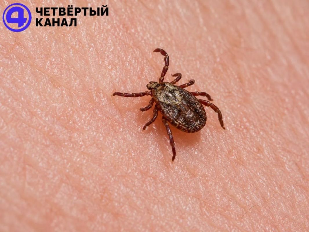 Четыре уральца умерли от клещевого энцефалита в Свердловской области