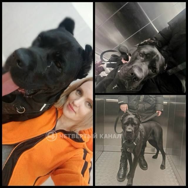 Курьер на электровелосипеде сбил собаку на глазах у ребёнка Курьер на электровелосипеде сбил собаку на глазах у ребёнка