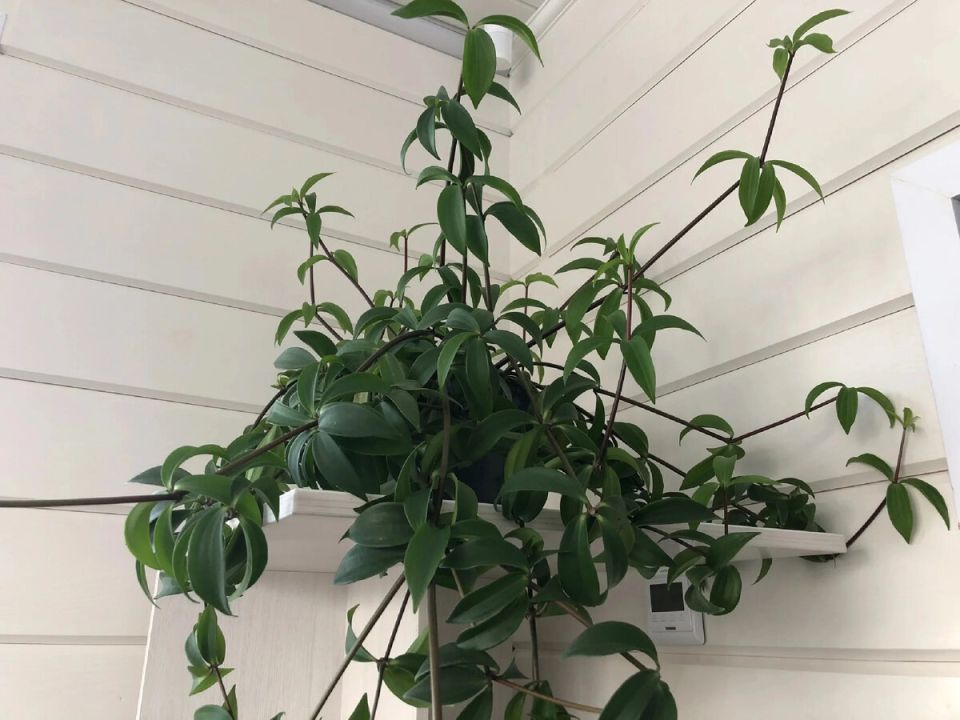 ��� ��������� ����������� ����� �� ���� ��� �������� ��������