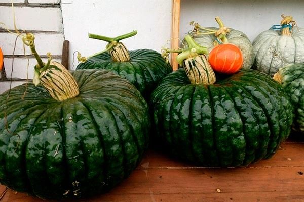 Тыква Царевна-Лягушка: как вырастить сочный урожай с минимальными усилиями