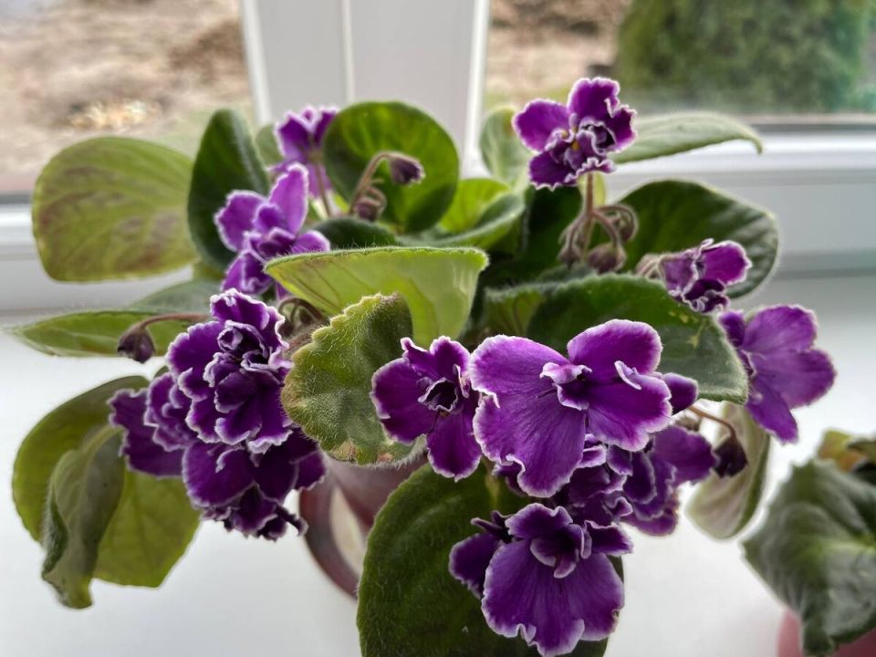 Эффективные методы борьбы с мошками в домашних цветах