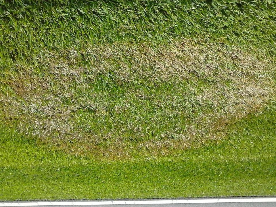 Как садоводы используют моющее средство для борьбы с мхом на газоне