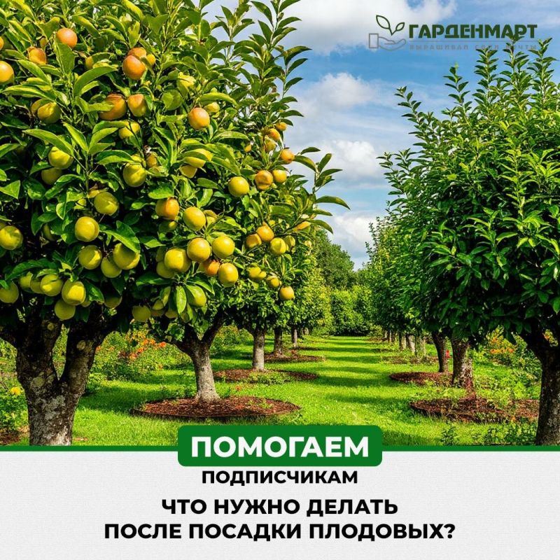 Уход за саженцами: секреты успешной посадки и заботы