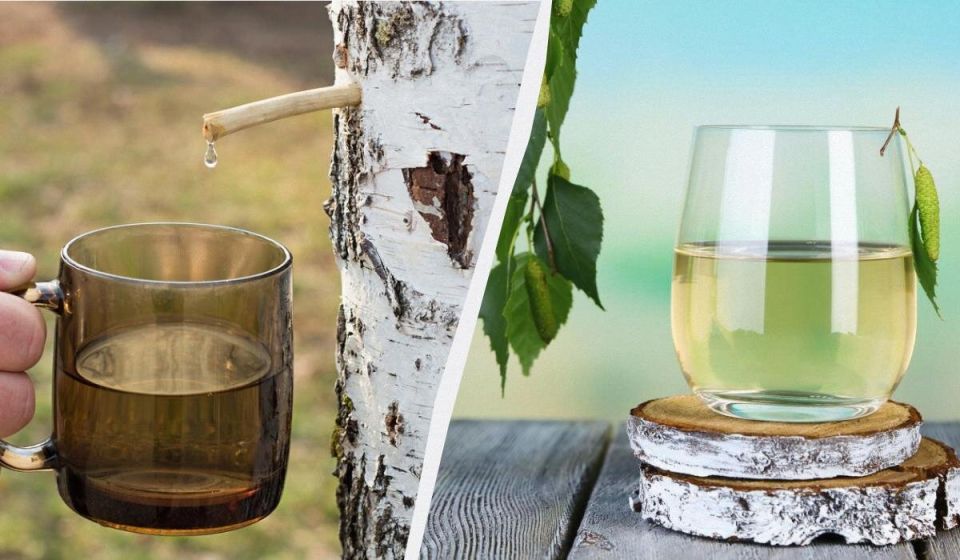 Секреты сбора и хранения березового сока: когда, как и зачем