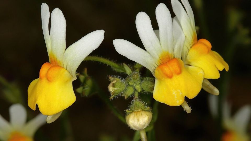 Немезия: дом для экзотики