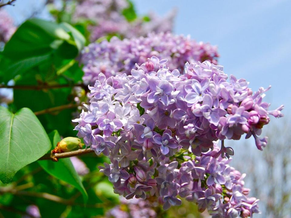 Сирень без цветов: основные ошибки ухода и как их избежать