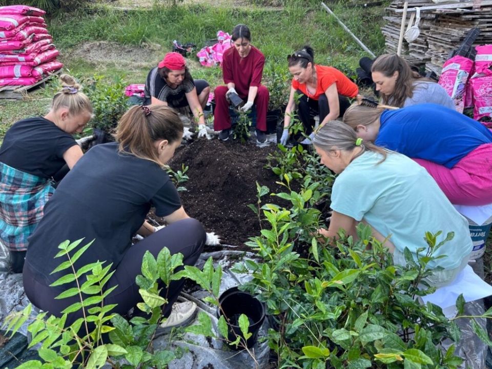 Саженцы чая на новом пути