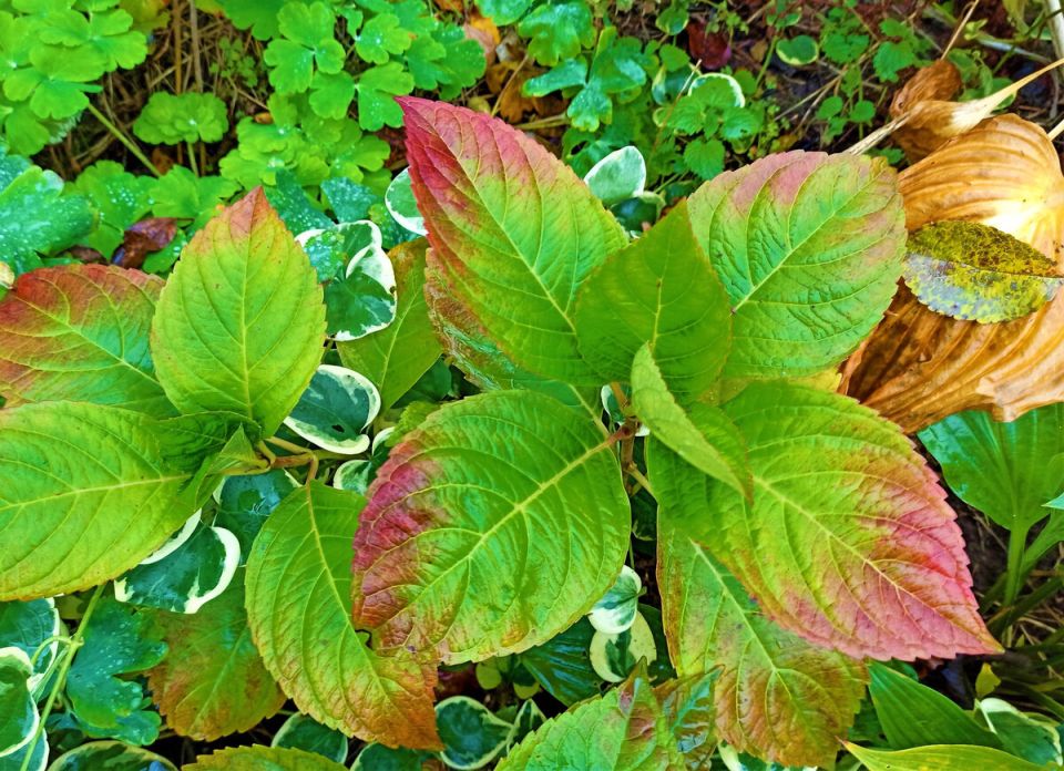 Готовим гортензии к зиме: практические советы по укрытию