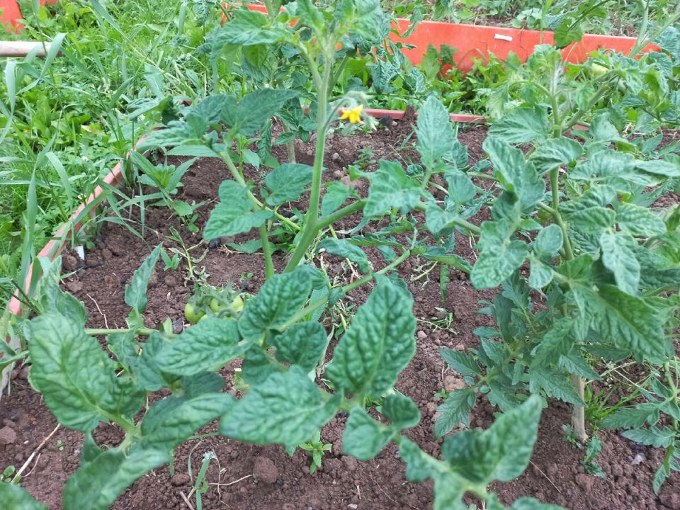 Как защитить томаты от фитофтороза: советы и рекомендации