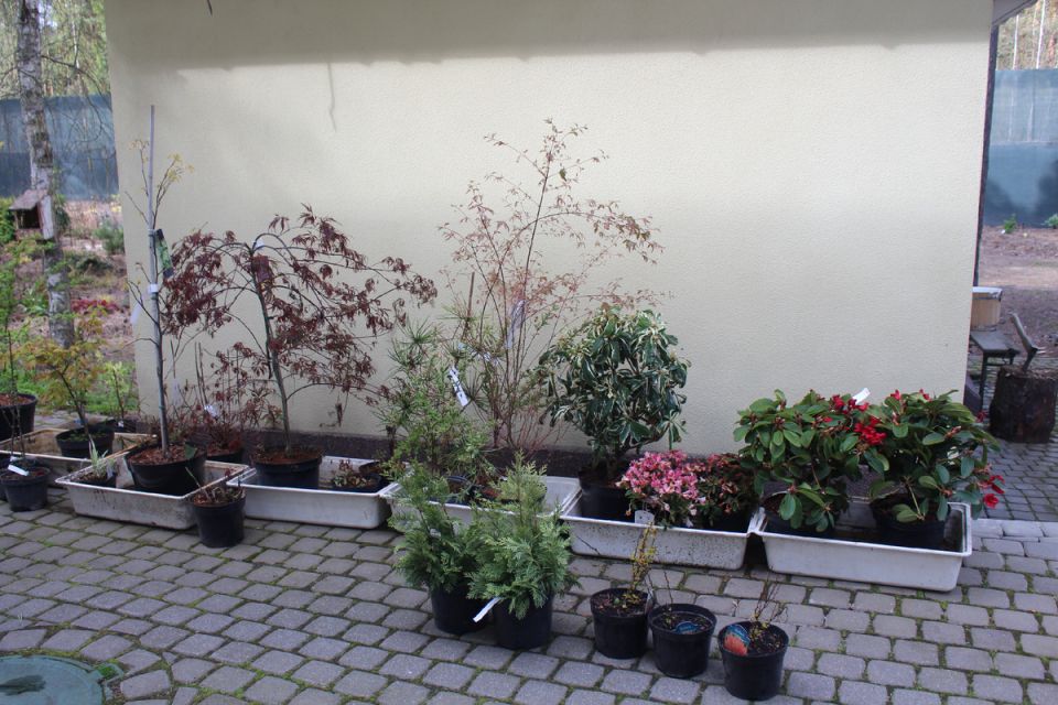 Садовые приключения 2025 года: редкие растения и зимние испытания