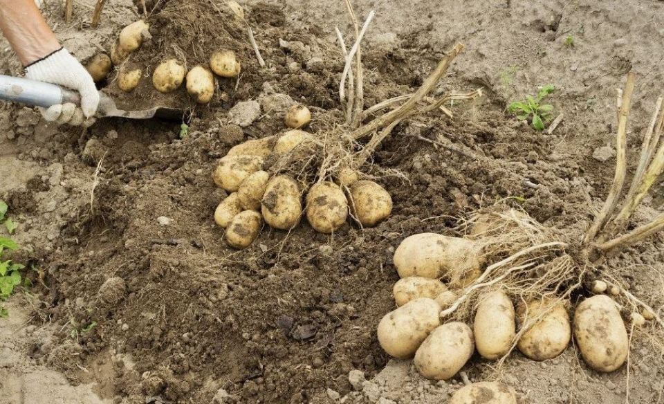 Как понять, что настало время собирать картошку: советы для успешного урожая