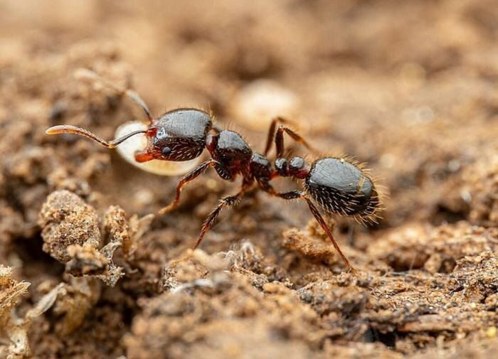 Эффективные стратегии для борьбы с муравьями в вашем саду