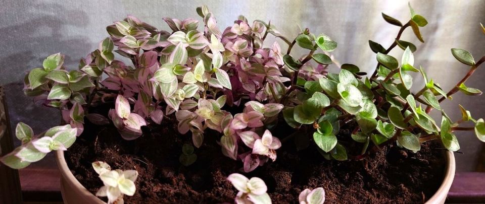 Очарование каллизии: как ухаживать за популярными комнатными растениями