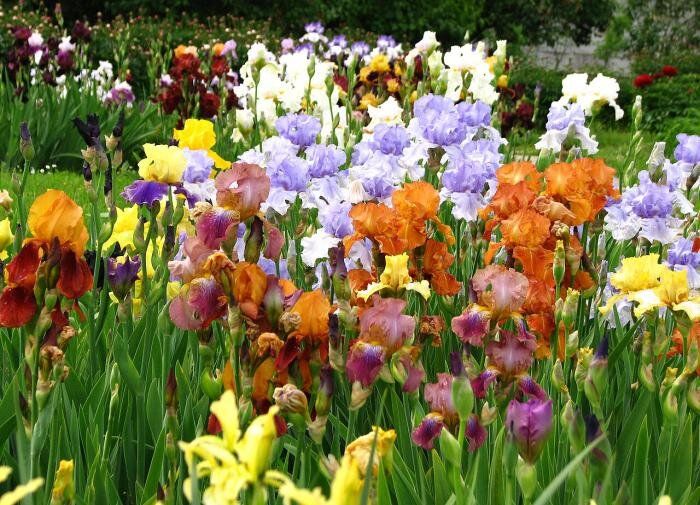 Ирисы: как сделать ваш сад по-настоящему неповторимым