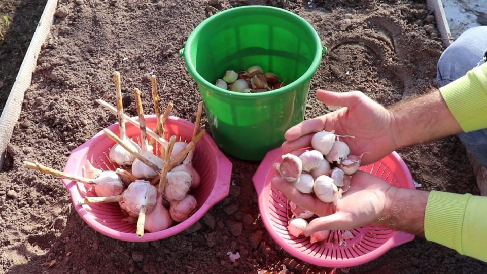 Секреты зимней посадки чеснока: как добиться крепкого и обильного урожая