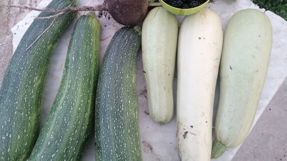 Кабачковая икра по советскому рецепту: как быстро и просто сделать вкусную закуску